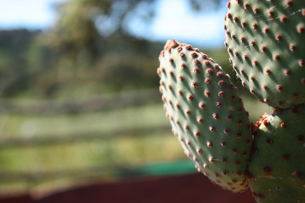 Agriturismo Pedru Caddu Villa Tula Dış mekan fotoğraf