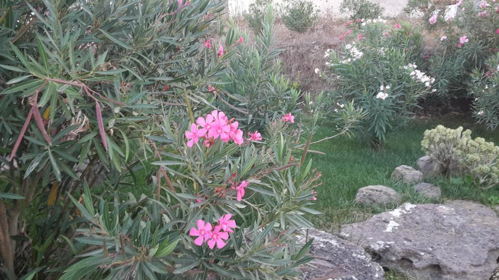 Agriturismo Pedru Caddu Villa Tula Dış mekan fotoğraf